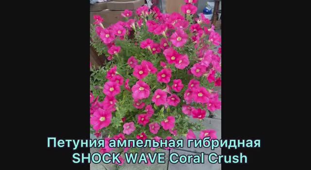 Ампельная гибридная петуния SHOCK WAVE Coral Crush, гибридная EASY WAVE NEON ROSE посеяла 09.01.2026 смотреть онлайн