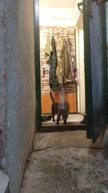 утро иду за котом и кошкой смотреть онлайн