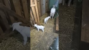 Подарок на Рождество в трёх экземплярах.