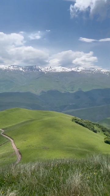 Горные цветы. Кто знает название?