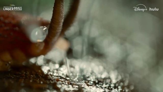 Underdogs - Official Trailer (2025) Ryan Reynolds смотреть онлайн