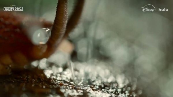 Underdogs - Official Trailer (2025) Ryan Reynolds