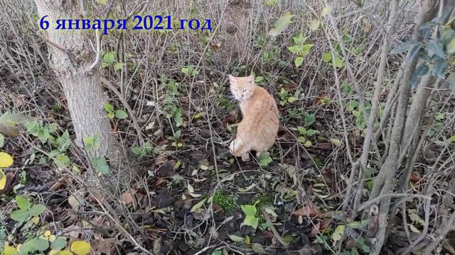 Видеоблог: Один из дней города Евпатории 6 января 2021 года | ХАН БАТОН смотреть онлайн