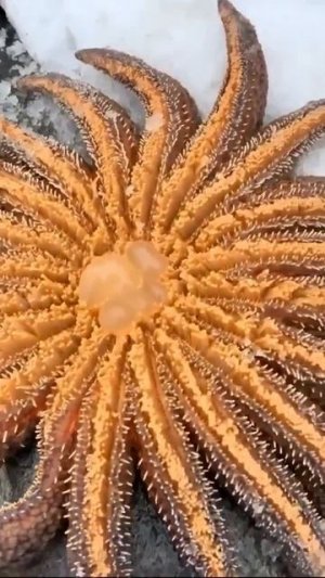 Видео от За Трофеем: Охота и Рыбалка