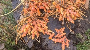 куркума как растет сбор куркумы
https://t.me/tropicsad