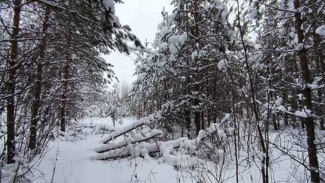 Заснеженный лес. ч.3. Январь 2026 смотреть онлайн