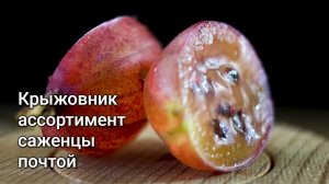 Крыжовник ассортимент саженцы почтой - Маленькие Сады