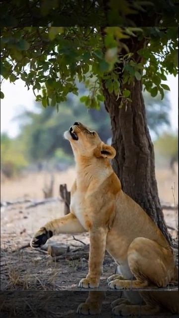 Завтрак из туриста