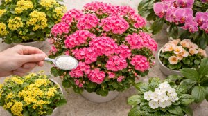 1 Ложка этого заставляет все цветы пышно цвести и зеленеть!