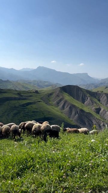 Гармония смотреть онлайн