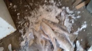 Наш сегодняшний улов)) 🐋🐋🐋 Судаки, большая щука) 
Карелия ❤️