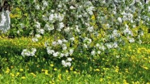 Первый дождь.