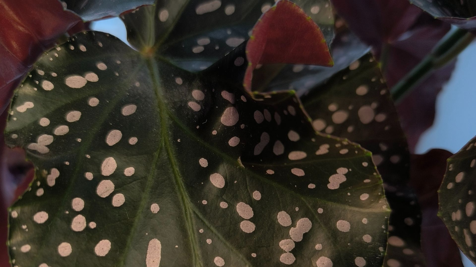 Бегония Cracklin Rosie, макулата черенкование смотреть онлайн