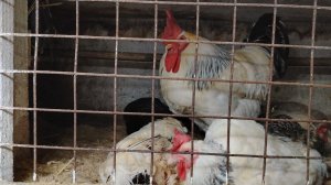 10-01-2026 Зима в Сибири / у кур банный день / хозяйство / жизнь в деревне.