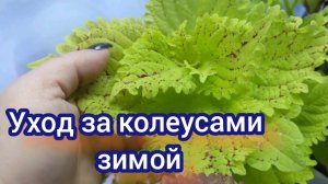Как я сохраняю колеусы зимой. Самые простые правила ухода.