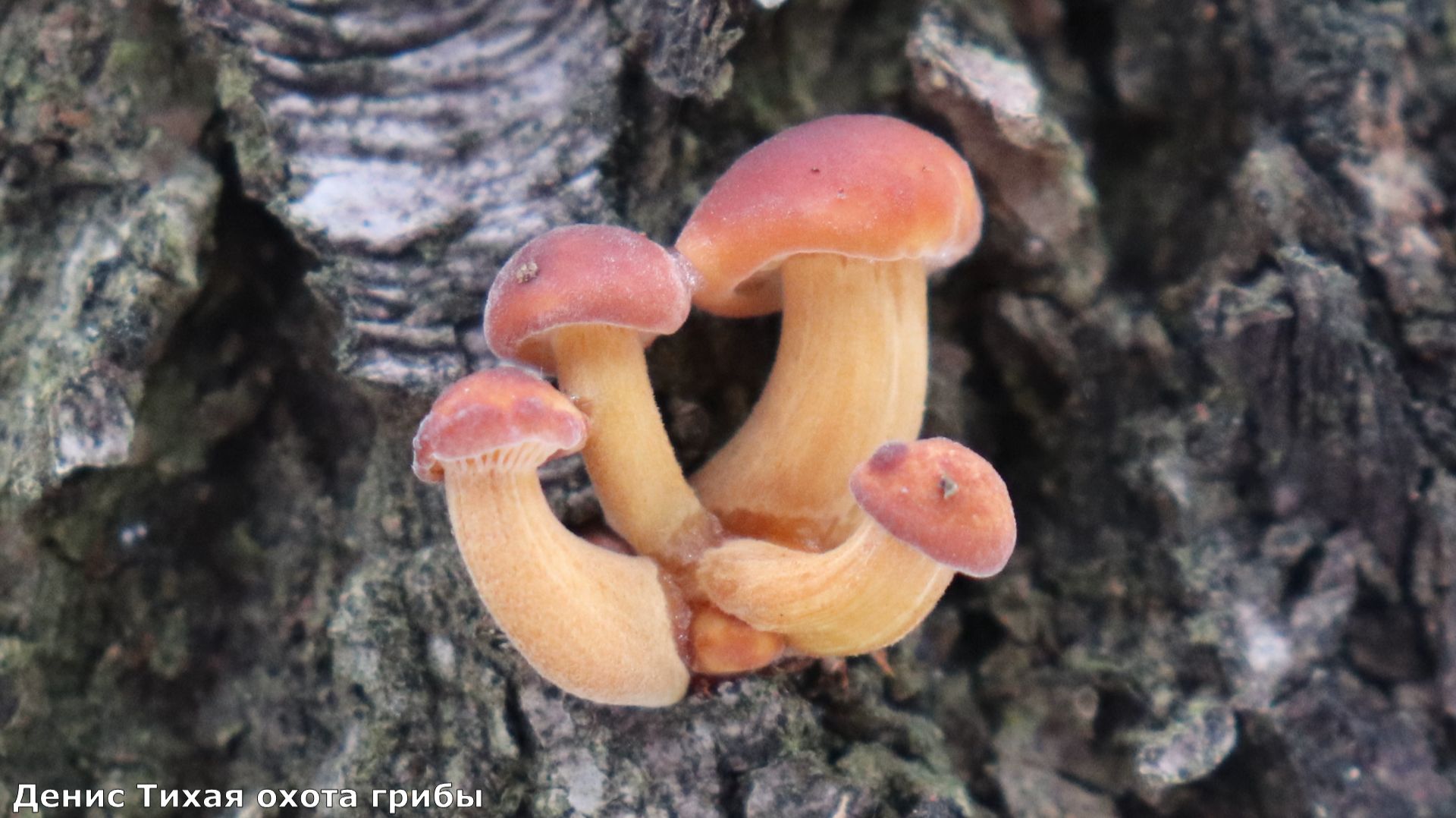 Ледяной урожай: грибная охота в заснеженном лесу смотреть онлайн