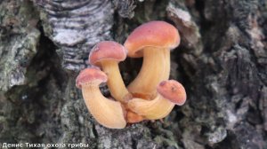 Ледяной урожай: грибная охота в заснеженном лесу