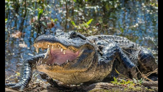 Аллигатор смотреть онлайн