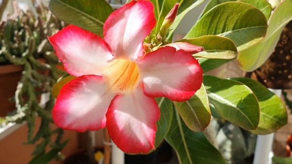 АДЕНИУМЫ и другие прелести Осени 25