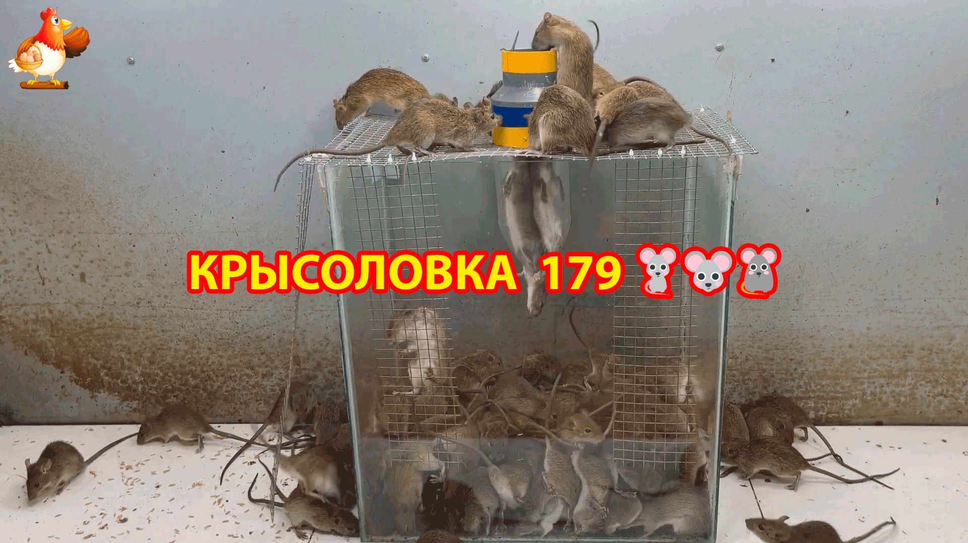 Крысоловка вариант (179) 🐀 Как сделать крысоловку своими руками и поймать кучу крыс 🐀🐁🐀 смотреть онлайн