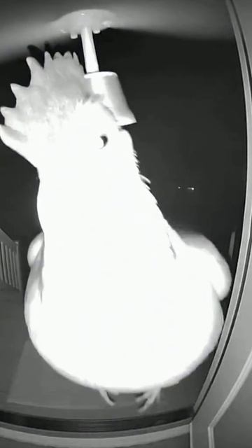 летающая курица