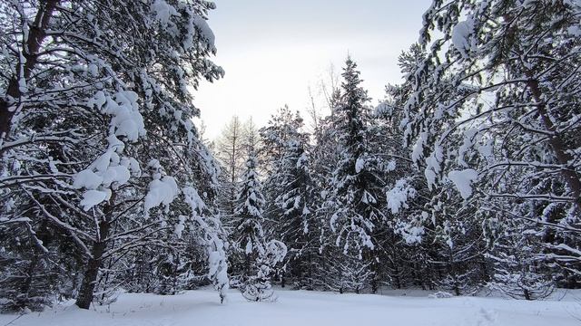 Заснеженный лес. ч.1. Январь 2026