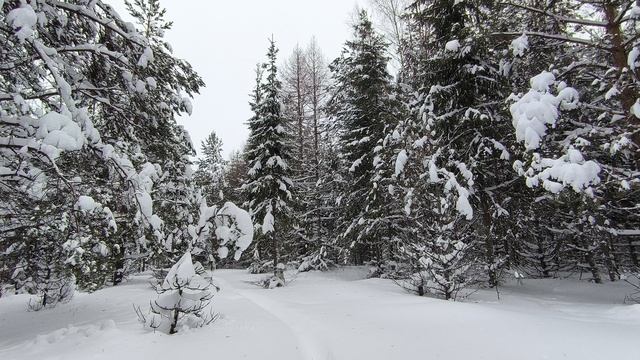 Заснеженный лес. ч.5. Январь 2026 смотреть онлайн
