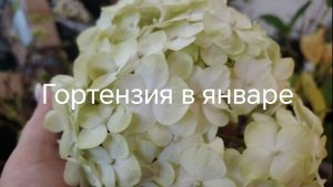 Зимовка крупнолистной гортензии первая декада января