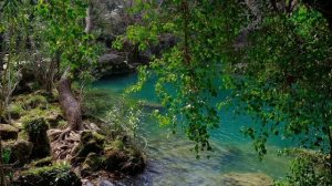 Шум Реки и Пение Лесных Птиц - Зона Релаксации