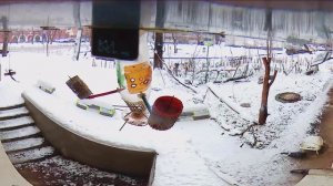 Под окном 2026 янв 06 - 08 кормушка для кошек оказалась для аглоедов голубей