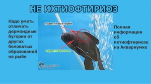 Когда белые точки на рыбе не ихтиофтириоз
