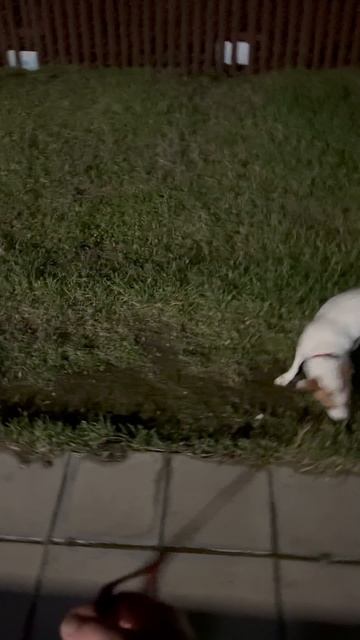 Собачья социальная сеть смотреть онлайн