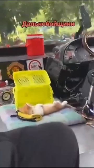 Дальнобойщики смотреть онлайн