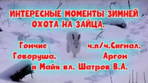 ИНТЕРЕСНЫЕ МОМЕНТЫ ЗИМНЕЙ ОХОТА НА ЗАЙЦА.Русские гончие Сигнал,Говоруша,Аргон и Майя вл.Шатров В.А.