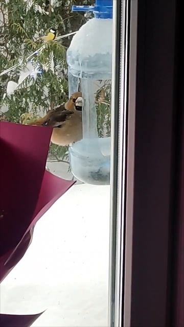 Птицы, зимующие в Сибири. Дубонос. смотреть онлайн