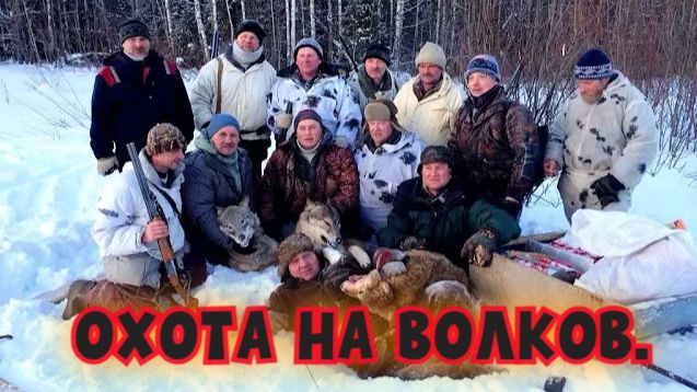 Охота на волков .#охотасгончей#собака #животные #топ #hunting #ВОЛКИ смотреть онлайн