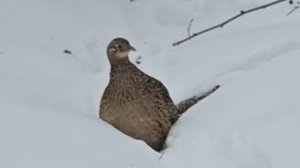 Исчезнувшая дорога, январская метель и чудо-птица