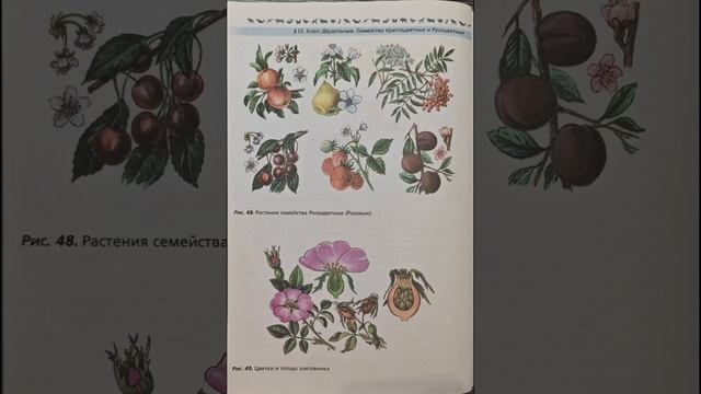 Биология 7 класс В.В. Пасечник.§12. Класс Двудольные. Семейства Крестоцветные и Розоцветные.