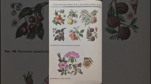 Биология 7 класс В.В. Пасечник.§12. Класс Двудольные. Семейства Крестоцветные и Розоцветные.