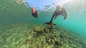 Черепаховый суп