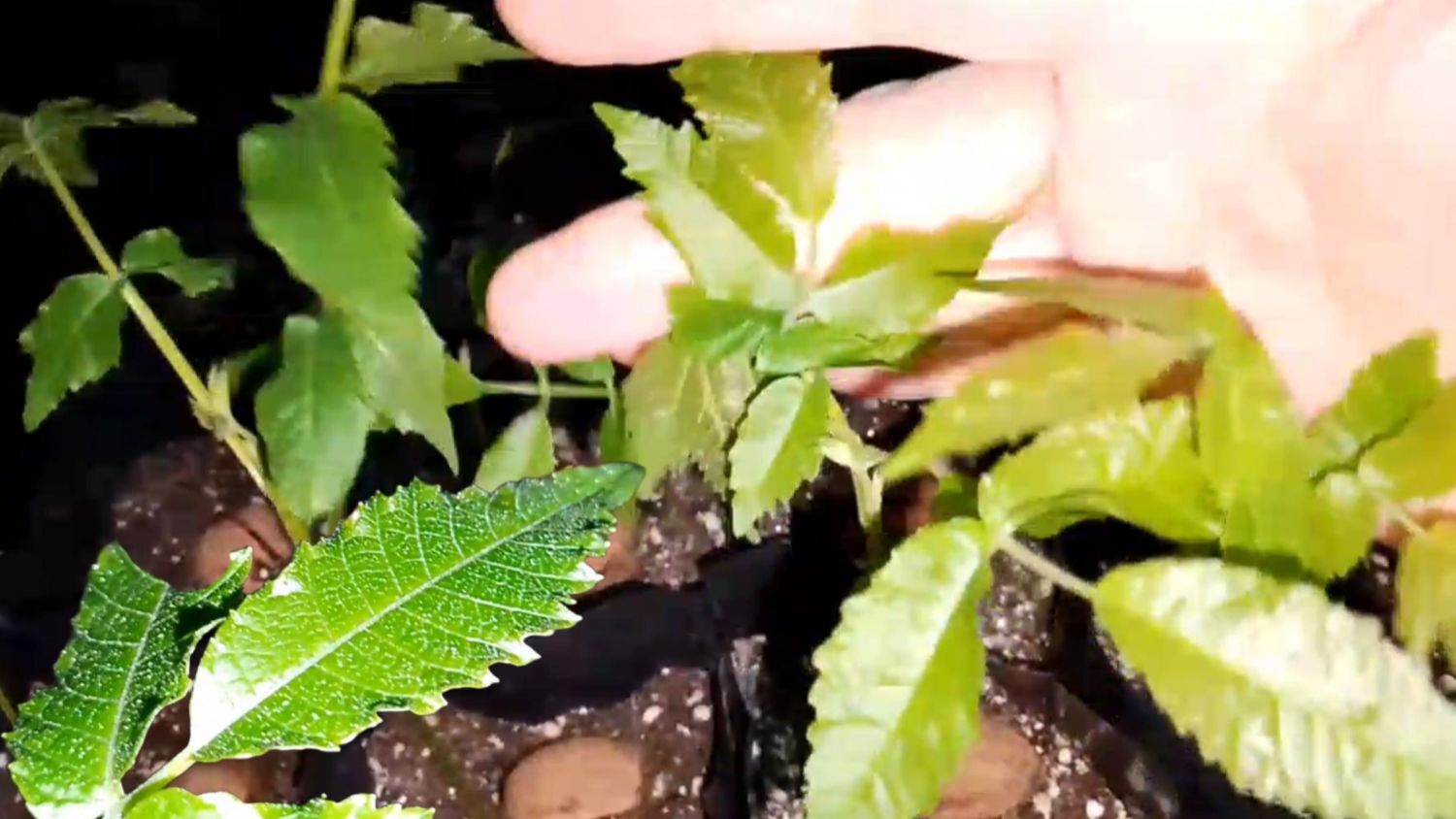 Проращивание семян грецкого ореха Идеал - третья часть - от Маленькие сады