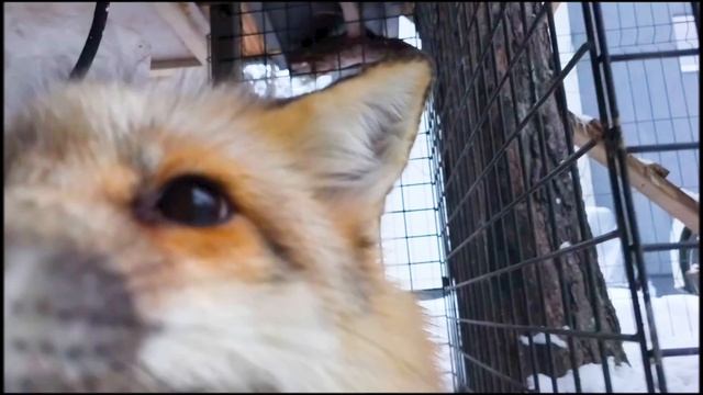 прогулка смотреть онлайн