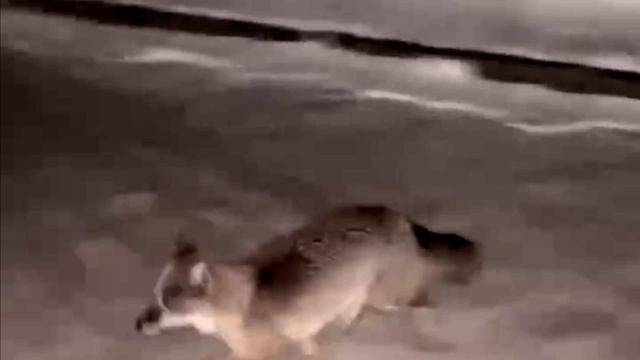 Бродит лис на Привокзалке в Омске