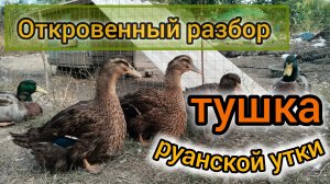 Тушка руанской утки. Откровенный разбор.