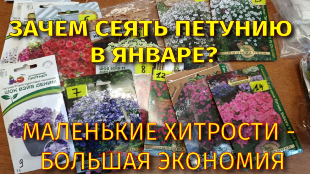 ЗАЧЕМ СЕЯТЬ ПЕТУНИЮ В ЯНВАРЕ? смотреть онлайн
