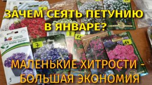 ЗАЧЕМ СЕЯТЬ ПЕТУНИЮ В ЯНВАРЕ?