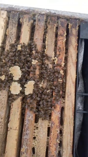 Перезимуют или нет