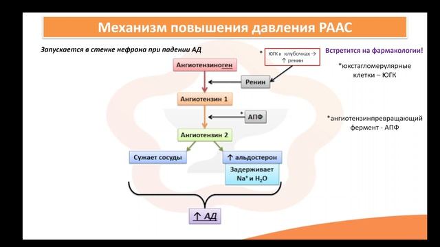 Лекция 3.5 Гипертоническая болезнь смотреть онлайн