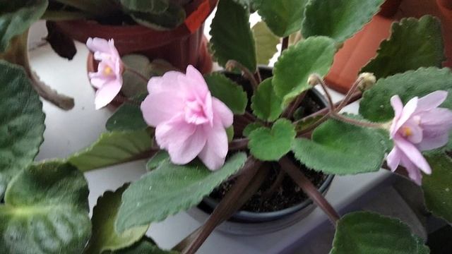 Мои фиалки в январе. смотреть онлайн