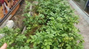 43-ДАЧА .А роза то ПЕРЕСОРТ🥺3 часть(19.07.-25.07.21.)